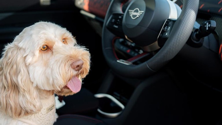 MINI Farhzeuginnenraum Hund und Lenkrad Detail