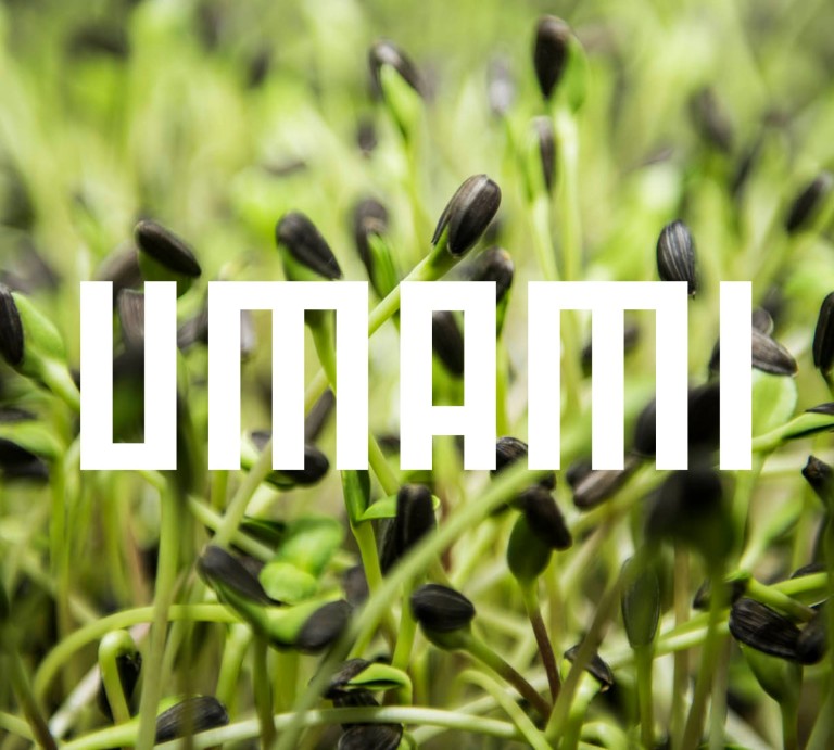 Minivoices – Umami 